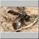 Tachysphex obscuripennis - Grabwespe w05 10mm mit Schabe beim Nesteintrag.jpg